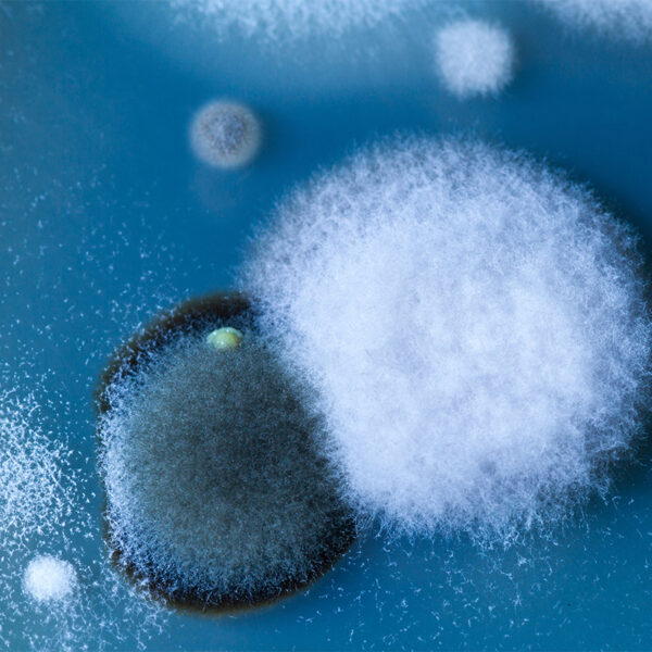 Mold growing on a petri plate.